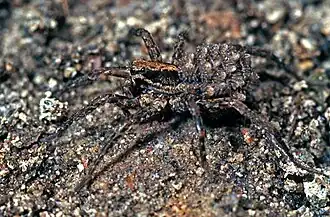 Description de l'image Allotrochosina schauinslandi-Wolf Spider (NZAC06001682).jpg.