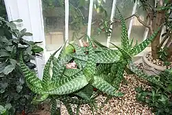 Les glochides jaunes d'Opuntia howeyi&nbsp;(de), les zébrures sur les feuilles de l'Aloès maculé et les côtes grisâtres sillonnant la tige de l'Euphorbe vireuse présentent des couleurs aposématiques avertissant les prédateurs de la spinescence propre à protéger ces plantes contre les mammifères herbivores.