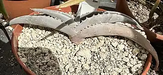 Description de l'image Aloe ahmarensis BG Meise 38146.JPG.