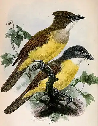 Description de l'image Alophoixus bres & Alophoixus phaeocephalus 1871.jpg.