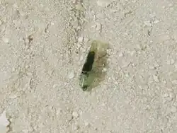 Une crevette de la famille des Alpheidae (peut-être Synalpheus tumidomanus)