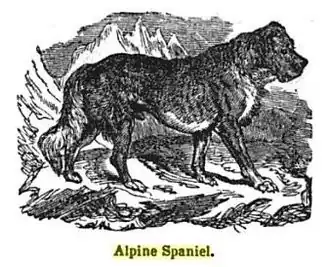 Épagneul des Alpes, dessin de 1848.
