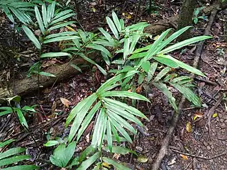 Description de l'image Alpinia-modesta-SF22246-01.jpg.