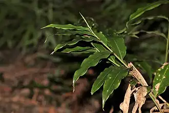 Description de l'image Alpinia arundelliana.jpg.