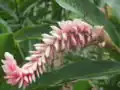Alpinia purpurata, Forme rose