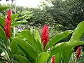 Touffe de Alpinia purpurata,