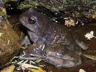 Description de l'image Alsodes australis.jpg.