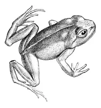 Description de l'image Alsodes monticola.jpg.