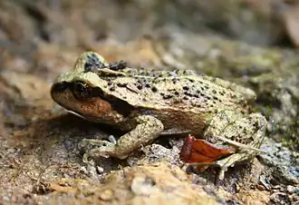 Description de l'image Alsodes valdiviensis by Inao (cropped).jpg.