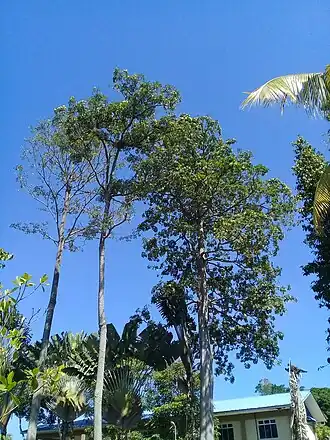 Description de l'image Alstonia Angustifolia at Tasik Y Recreational Park.jpg.