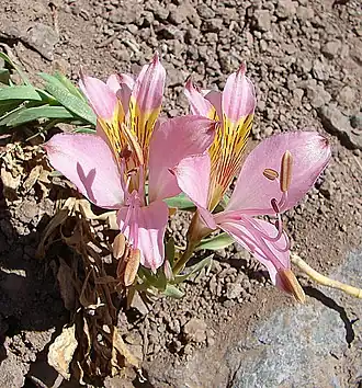 Description de l'image Alstroemeria exserens (9063027475).jpg.