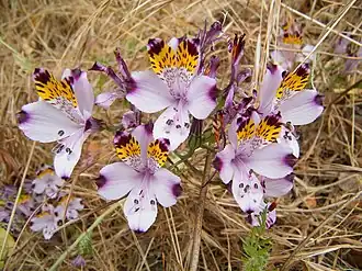 Description de l'image Alstroemeria magnifica - Flickr 003.jpg.