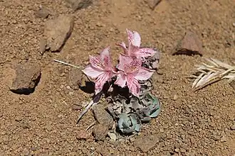 Description de l'image Alstroemeria spathulata (30522003521).jpg.