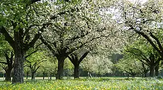 Pommiers en fleurs dans le canton (avril 2017).