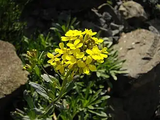 Description de l'image Alyssoides utriculata 3.JPG.