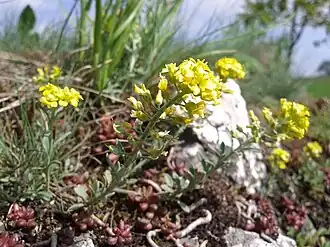 Description de cette image, également commentée ci-après