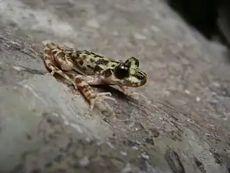 Description de l'image Alytes muletensis.JPG.