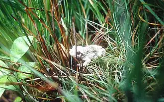 Adulte dans les joncs (Landes paratourbeuses du Plateau d'Helfaut, Pas-de-Calais, France)