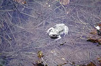 Adulte dans l'eau (Landes paratourbeuses du Plateau d'Helfaut, Pas-de-Calais, France)