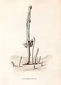 L'Asperge hâtive.