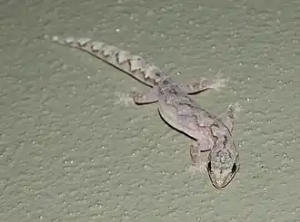 Description de l'image Amalosia jacovae 108361244.jpg.