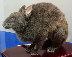 Spécimen naturalisé d'un lapin brun foncé à museau allongé et oreilles courtes