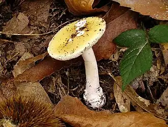 Description de cette image, également commentée ci-après