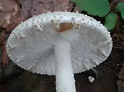 Voile partiel déchiré chez Amanita atkinsoniana