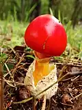 Amanita caesareoidesStipe marginé