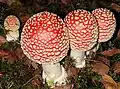 Amanita muscaria (Agaricales, Amanitaceae)