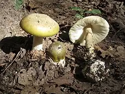 Amanite phalloïde (Amanita phalloides) Hautement toxique