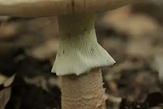 Anneau en jupe strié verticalement.