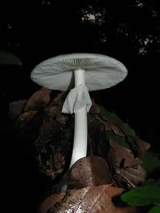 Description de l'image Amanita verna-02.jpg.