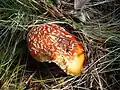 Amanite tue-mouches,  Amanita muscaria.