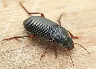 Description de l'image Amara_aulica01.jpg.