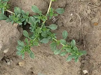 Description de l'image Amaranthus blitoides RF.jpg.