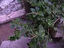 Rudérale opportuniste, l'Amarante couchée n'est pas une mauvaise herbe : ses graines et feuilles sont comestibles.