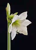 Fleur dHippeastrum.