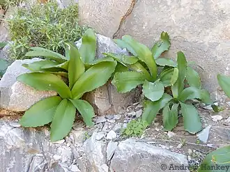 Description de l'image Amaryllis paradisicola 119459016.jpg.