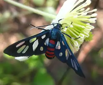 Amata alicia(Arctiinae, Syntomini)