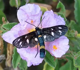 Description de l'image Amata ragazzii silaensis Obraztsov.jpg.