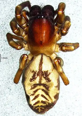 Description de l'image Amaurobioides africana 1.jpg.
