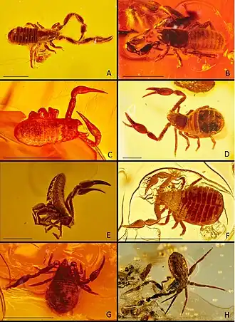Description de l'image Amber pseudoscorpions.jpg.