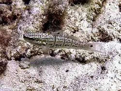Amblygobius albimaculatus (femelle)