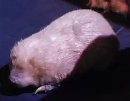 Description de l'image Amblysomus hottentotus.jpg.