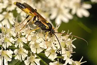 Description de l'image Amblyteles.armatorius.-.lindsey.jpg.