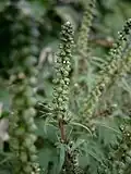 Détail de l'inflorescence.