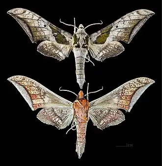 Ambulyx japonica