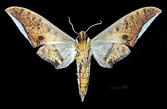 Revers du mâle MHNT