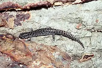 Description de l'image Ambystoma cingulatum USGS.jpg.